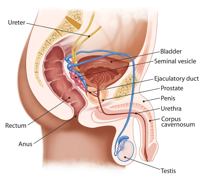 Sistema urinario maschile