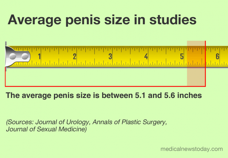 La dimensione media del pene in pollici