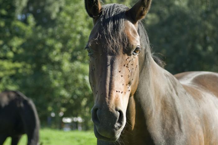 Un cavallo marrone in un campo con un sacco di mosche sulla sua testa