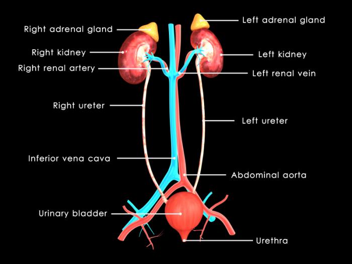 Diagramma di reni