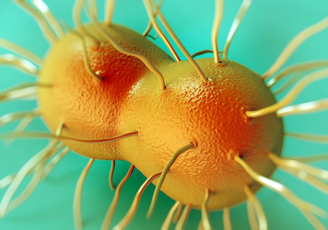I batteri di Neisseria gonorrhoeae causano la gonorrea