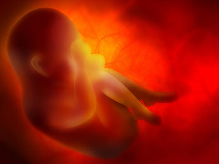 Um feto dentro do útero.