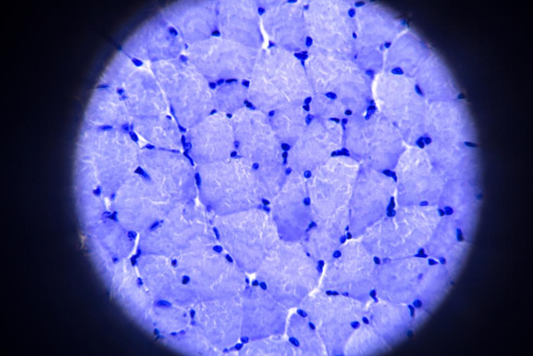 Immagine microscopica delle cellule del tessuto muscolare scheletrico.