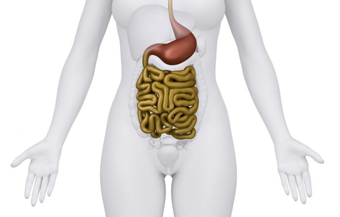 Immagine dell'intestino.