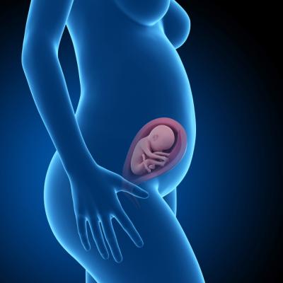 妊娠26週目の胎児の画像。