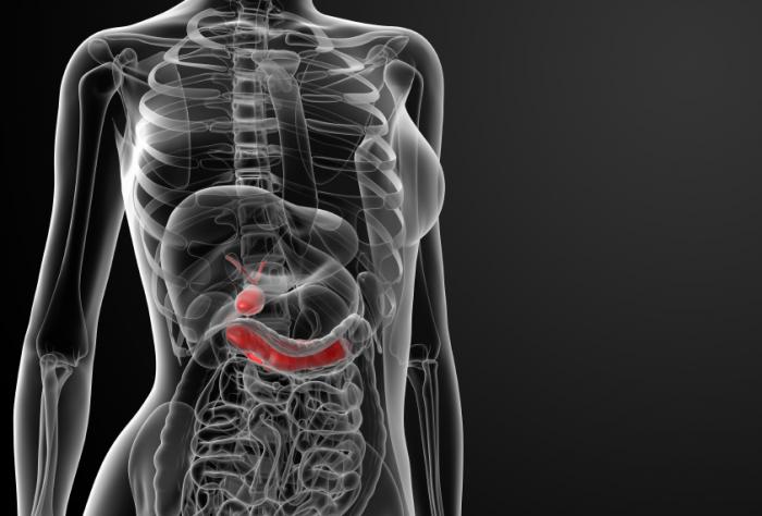 illustrazione che mostra la posizione del pancreas