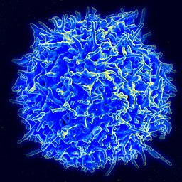 Gesunde menschliche T-Zelle