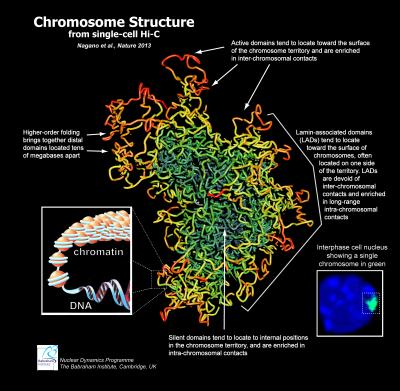 Хромозомна структура от едноклетъчна Hi-C