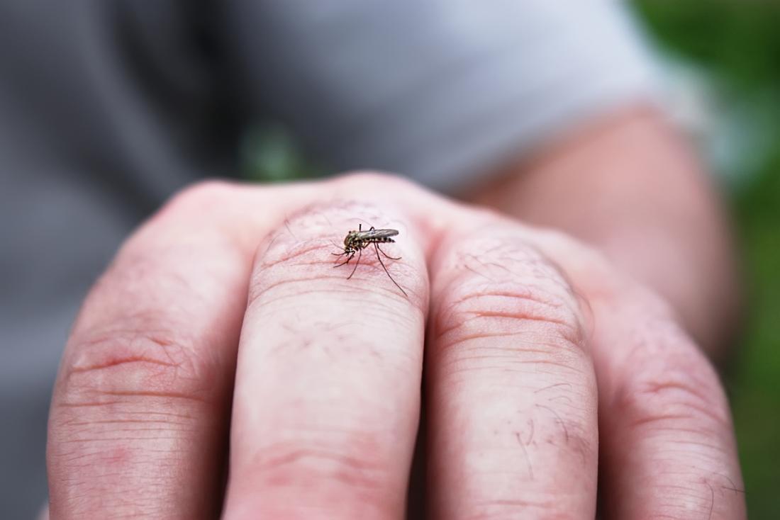 Mosquito on mans hand.