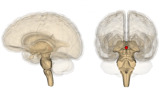 人間の脳のモデルでは、松果体が強調されています。 Dactylitis 